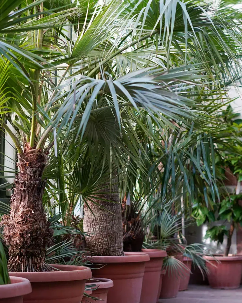 illustration-paysagiste (31)